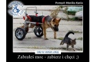 obrazek